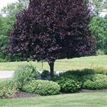 Landscaping with Golden Strip Landscaping SC