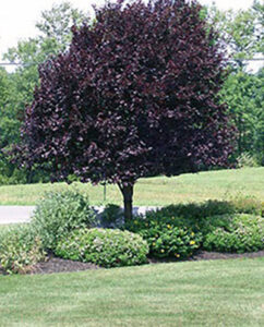 Landscaping with Golden Strip Landscaping SC